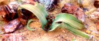 welwitschia 202x84